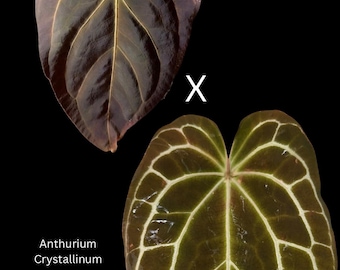 Anthurium Papilliaminum Variegated X Subsignatum Seeding - Etsy