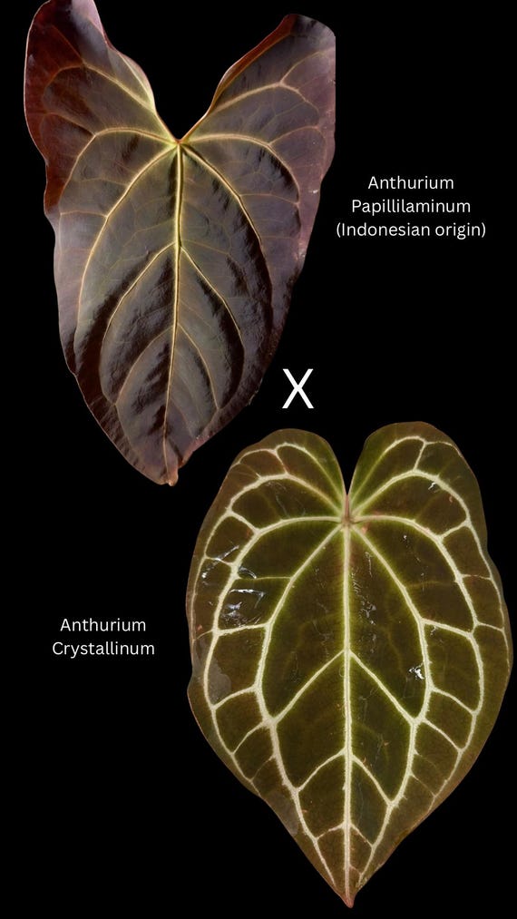 Bundle Seedlings - Anthurium Papillilaminum x Anthurium Crystallinum
