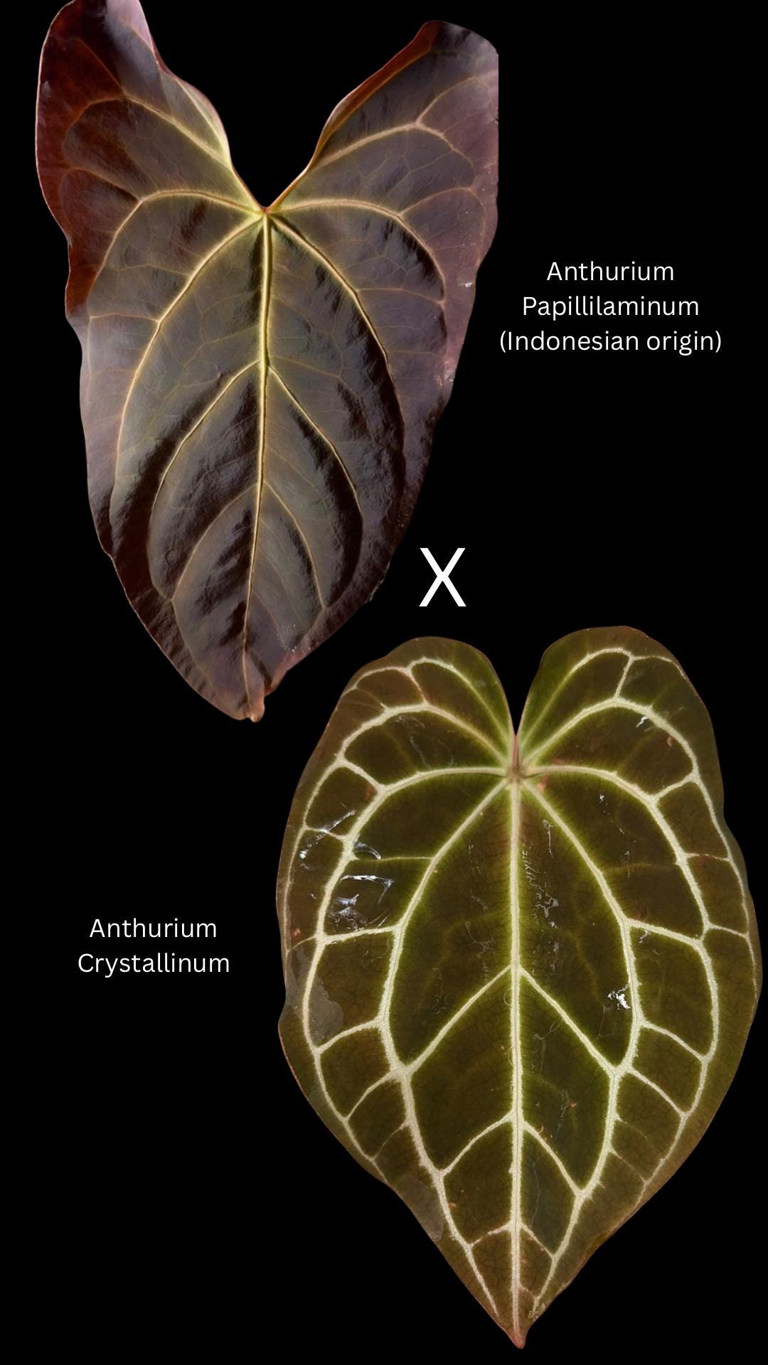 Bundle Seedlings - Anthurium Papillilaminum X Anthurium