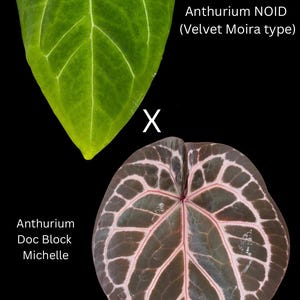 May include: Two Anthurium leaves are displayed against a black background. One is bright green with white veins, labeled "Anthurium NOID (Velvet Moira type)". The other is dark brown with pink veins, labeled "Anthurium Doc Block Michelle".