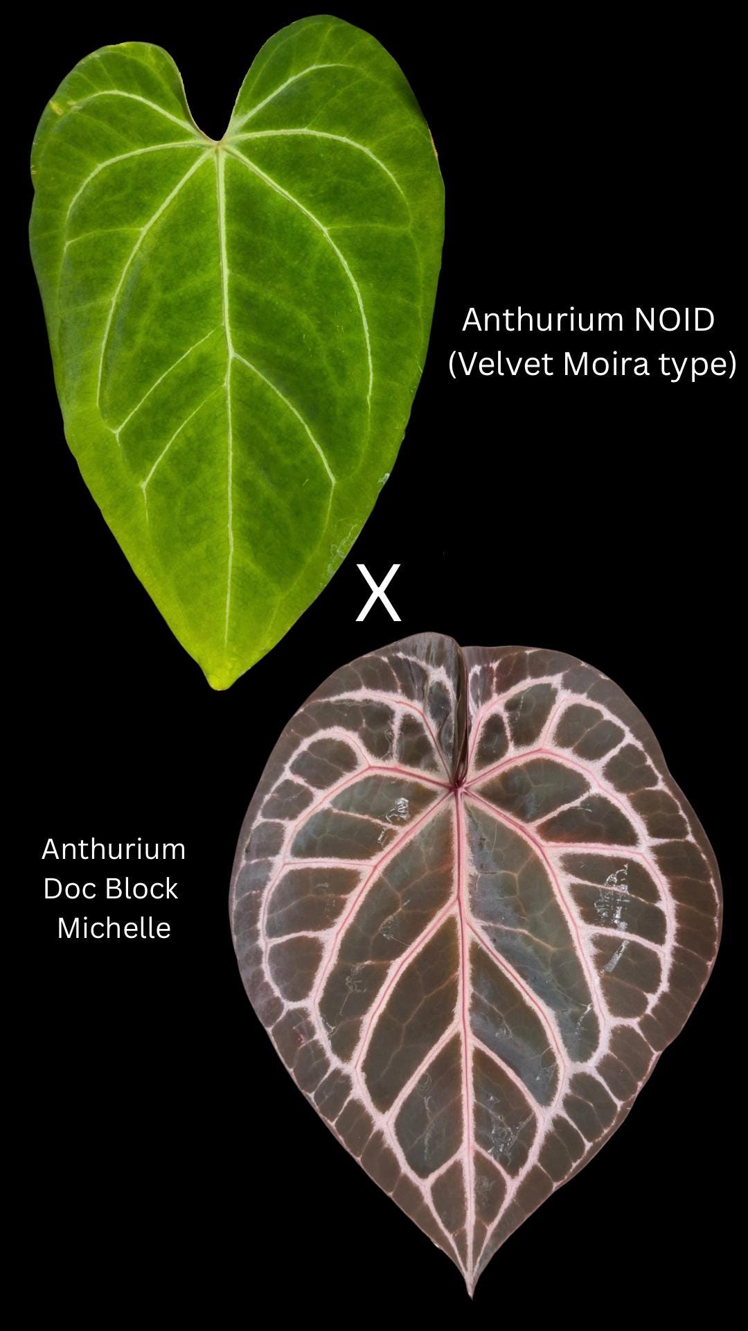 Anthurium NOID (velvet Moira Type) X Doc Block Michelle Seedlings - Etsy