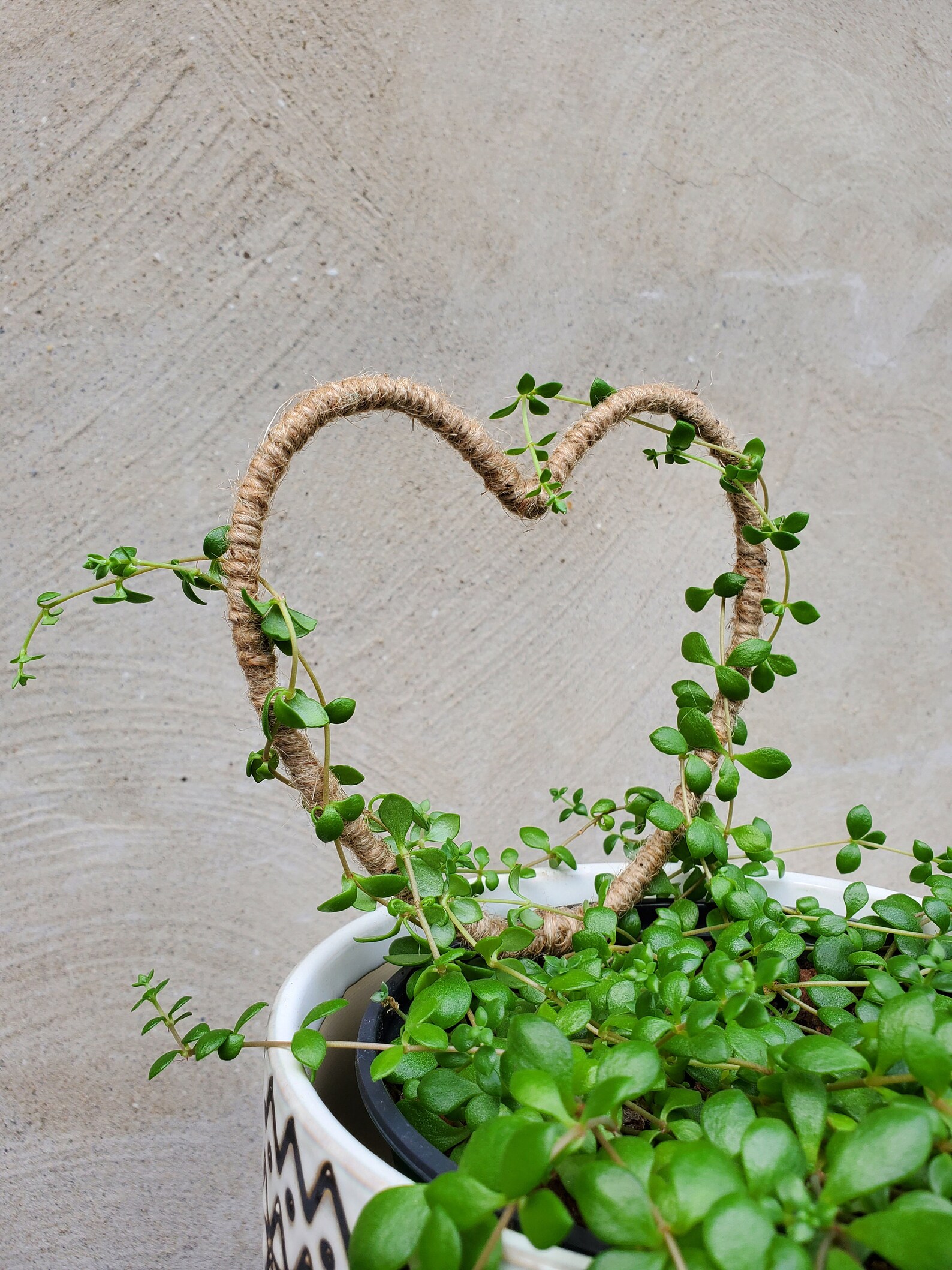 Heart Shape Topiary Frame Trellis for Planters Etsy