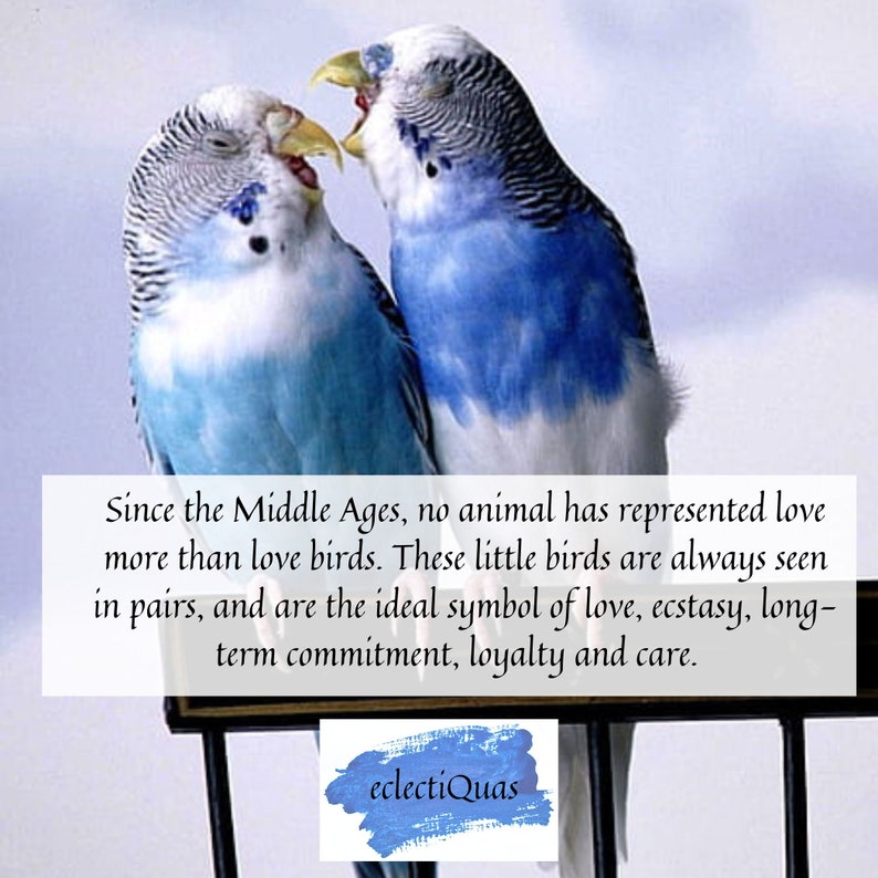 Two blue and white love birds with text that reads 'Since the Middle Ages, no animal has represented love more than love birds. These little birds are always seen in pairs, and are the ideal symbol of love, ecstasy, long-term commitment, loyalty and care.' Also includes the 'eclectiQuas' logo.