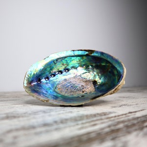 May include: A large iridescent abalone shell with a blue, green, and purple colour scheme. The shell is smooth and has a slight curve to it.