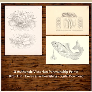 Antique Victorian Penmanship Prints: Bird, Fish, Flourishing Exercises (Digital Download)