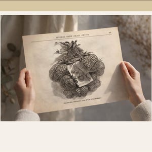 May include: A vintage botanical illustration of strawberries, held by a person. The black and white print features detailed drawings of the fruit and foliage, with text reading "SUCCESS WITH SMALL FRUITS" and "SHARPLESS SEEDLING AND WILD STRAWBERRY".
