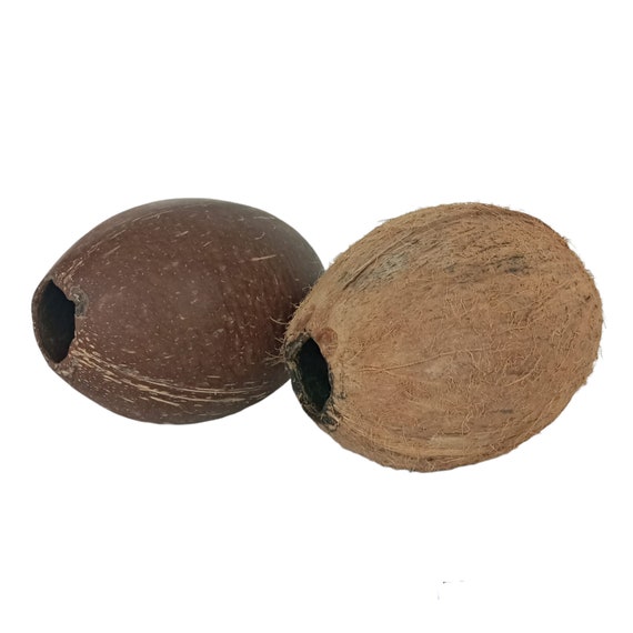Soft Shell Coconut Whole Coconut Shells 100% Natural ECO Friendly 5PCS Smooth Coconut