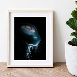Moody Moon Jellyfish Underwater Art Photo Print Mounted 11x14 Inch