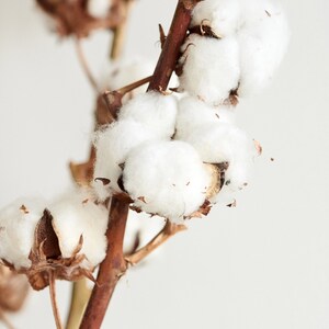 Real dried cotton flower stems 5 pieces image 4