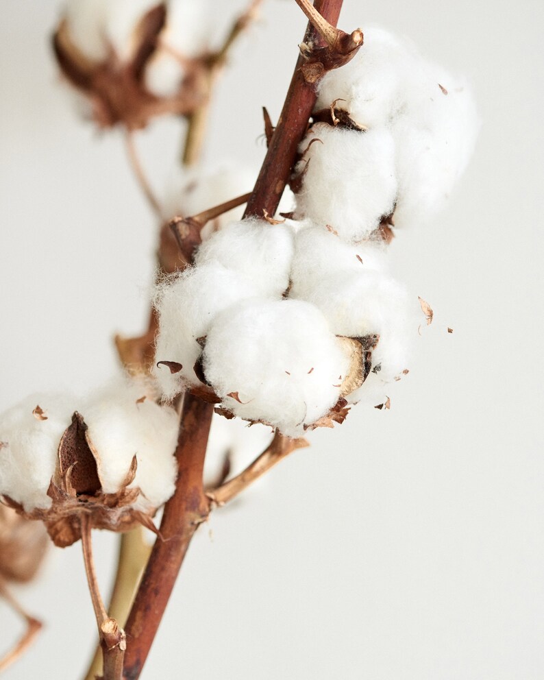 Real dried cotton flower stems 5 pieces image 4