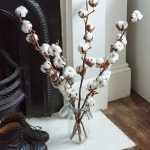 Real dried cotton flower stems 5 pieces image 1