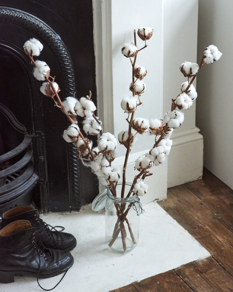 Real dried cotton flower stems 5 pieces image 1