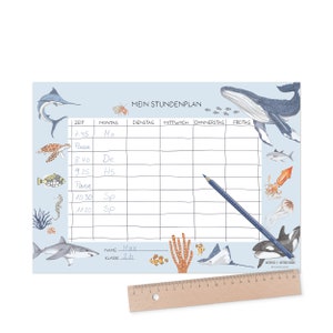 horaire des animaux marins; École primaire; cône d'école, rentrée scolaire
