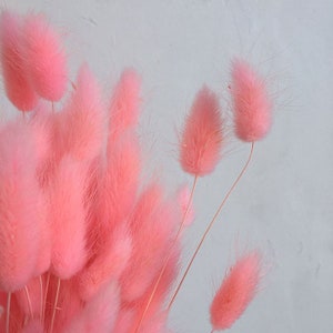May include: A bunch of pink dried bunny tail grass. The fluffy stems are arranged in a bouquet.