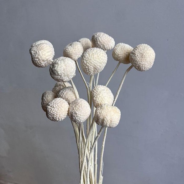 Preserved Craspedia, Bleached white  (Billy Buttons)