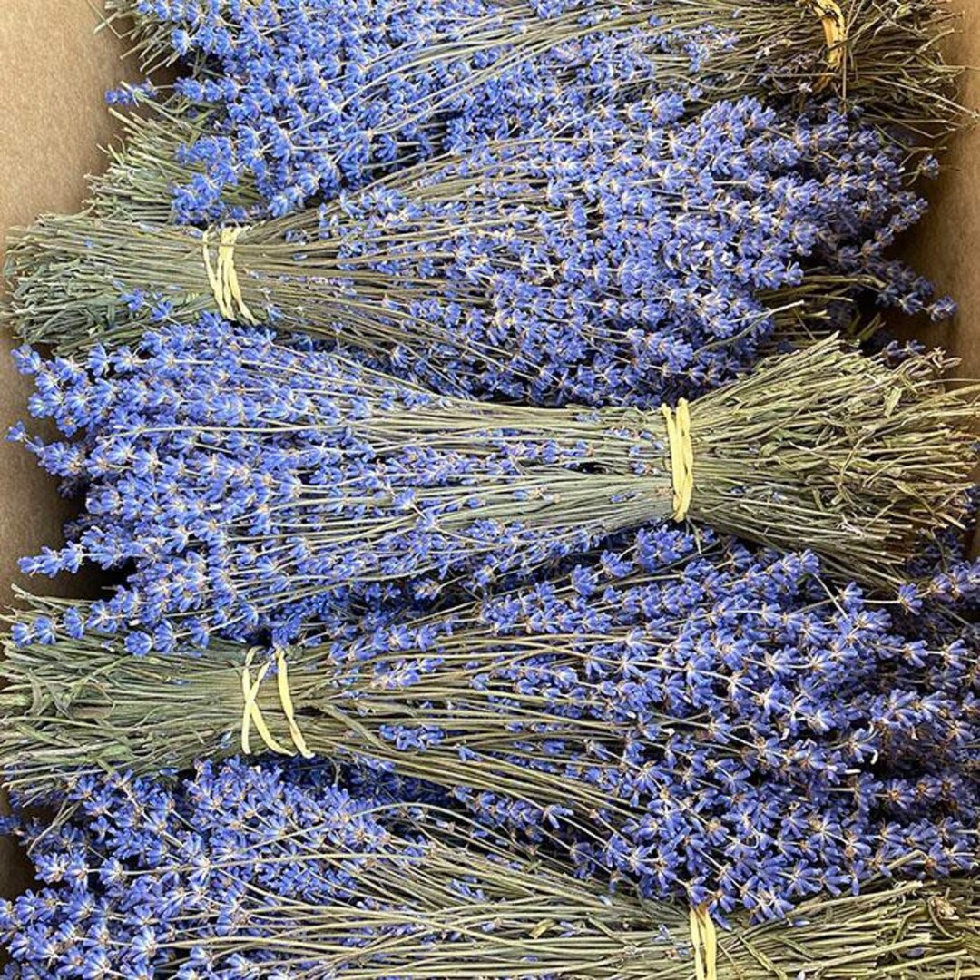 Dried Lavender, Scented, Bright Lavender Blue lavandula folgate BRITISH
