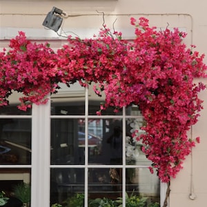 Puede incluir: Una ventana con marcos blancos está adornada con vibrantes flores de buganvillas rosas. Las flores caen sobre la ventana, creando una exuberante exhibición floral. La ventana refleja el entorno exterior, y el exterior del edificio es de color beige claro.