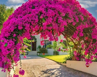 Artificial Bougainvillea Garland, High quality arch artificial bougainvillea flower trees,arch decoration, door decoration