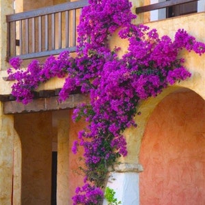 Bougainvillea Bouquet | Garden decoration | Artificial Flower | DIY | Floral | Wedding/Home Decoration | Bougainvillea Branch.