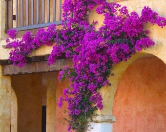 Bougainvillea Bouquet | Garden decoration | Artificial Flower | DIY | Floral | Wedding/Home Decoration | Bougainvillea Branch.