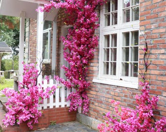 Best Outdoor Decorations, Artificial Bougainvillea Wall Decorations UV-Resistant Outdoor Decorations Large-Scale Shopping Mall