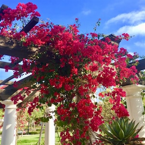 以下が含まれることがあります： 白い柱のある木製のパーゴラの上に、鮮やかな赤いブーゲンビリアのつるが成長しています。花は満開で、緑豊かでカラフルな景色を作り出しています。