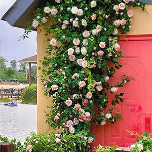 Puede incluir: Una guirnalda de flores blancas y rosas cuelga en el lateral de un edificio con una puerta roja. La guirnalda está hecha de flores y vegetación artificiales.