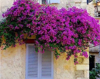 Bougainvillea Bouquet | Bougainvillea Branch | Artificial Flower | DIY | Floral | Wedding/Home Decoration