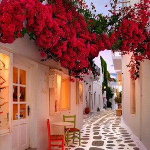 以下が含まれることがあります： 地中海風の村にある白い建物が並ぶ、狭い石畳の道。鮮やかな赤いブーゲンビリアが建物の上に覆いかぶさり、花で覆われた天蓋を作っています。お店の前には、2つの椅子とテーブルが置かれ、お店の看板には「O'Grazie」と書かれています。