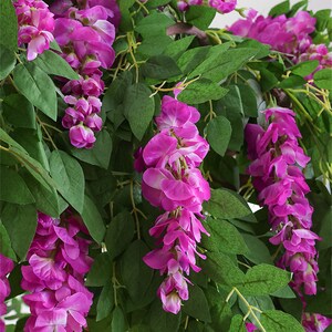 May include: Close-up of artificial wisteria vines with vibrant magenta flowers and lush green leaves. The cascading flowers are in full bloom, creating a dense and colorful display. The image showcases the intricate details of the floral arrangement.