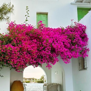 Party Fake Flowers Decorations, Free Design, DIY Faux Bougainvillea, Extreme US Shipping, Personalized Gifts, Bougainvillea Branch.