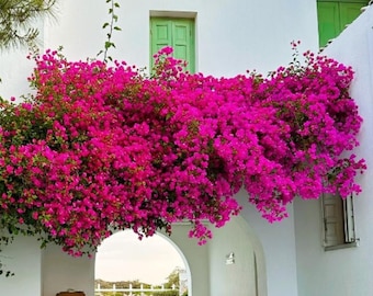 Party Fake Flowers Decorations, Free Design, DIY Faux Bougainvillea, Extreme US Shipping, Personalized Gifts, Bougainvillea Branch.