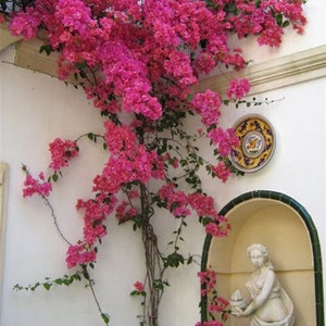 Artificial Bougainvillea Garland, High quality arch artificial bougainvillea flower trees for wedding decoration,floral decoration