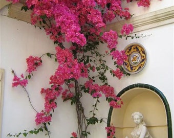Artificial Bougainvillea Garland, High quality arch artificial bougainvillea flower trees for wedding decoration,floral decoration