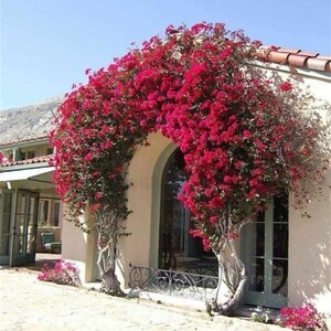 May include: A white building with a red tile roof has a large archway covered in bright pink bougainvillea flowers. The flowers are in full bloom and create a beautiful, natural archway.