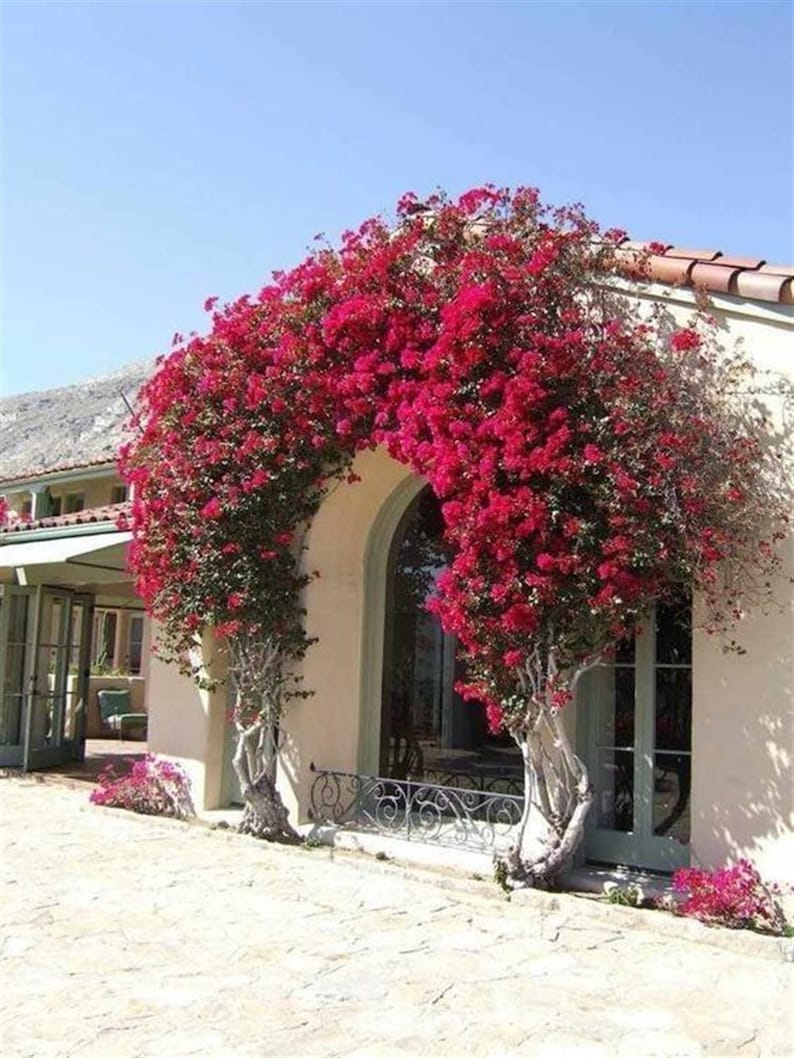 May include: A white building with a red tile roof has a large archway covered in bright pink bougainvillea flowers. The flowers are in full bloom and create a beautiful, natural archway.