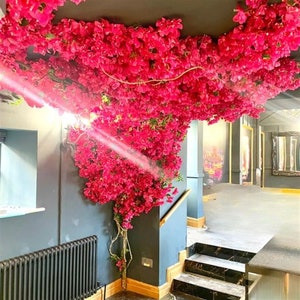 May include: A room with a ceiling covered in pink bougainvillea flowers. The flowers are cascading down the wall and creating a beautiful floral display.
