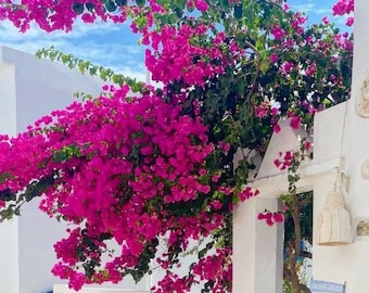 Best Wall Decorations,Artificial Bougainvillea Decorations UV-Resistant Outdoor Decorations Large-Scale Shopping Mall Bougainvillea Display