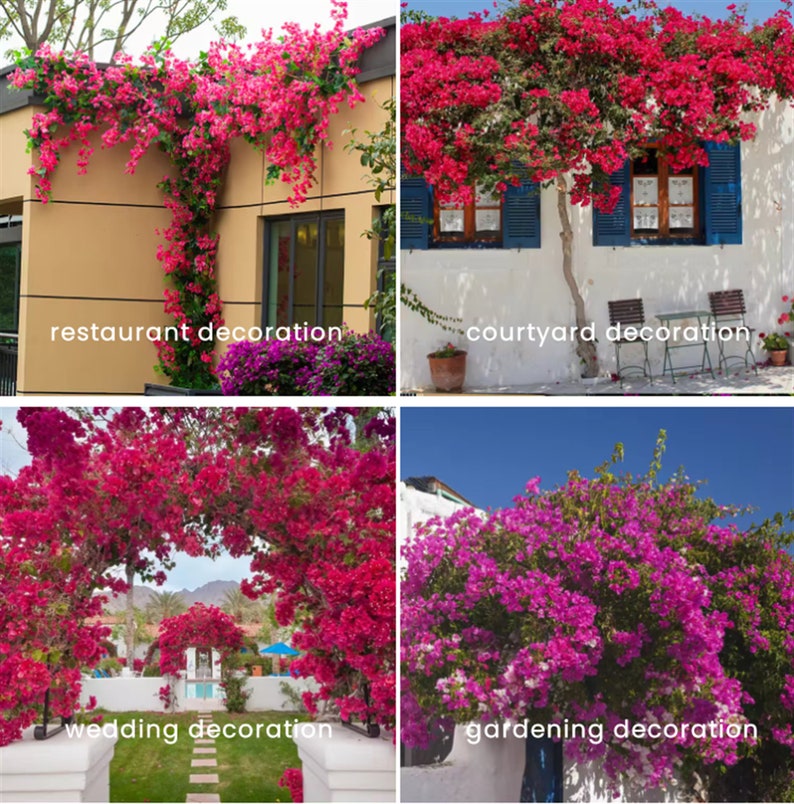 May include: Four images showcasing different ways to use bougainvillea flowers for decoration. The first image shows a restaurant decorated with bougainvillea vines, the second shows a courtyard decorated with bougainvillea, the third shows a wedding arch decorated with bougainvillea, and the fourth shows a garden decorated with bougainvillea.