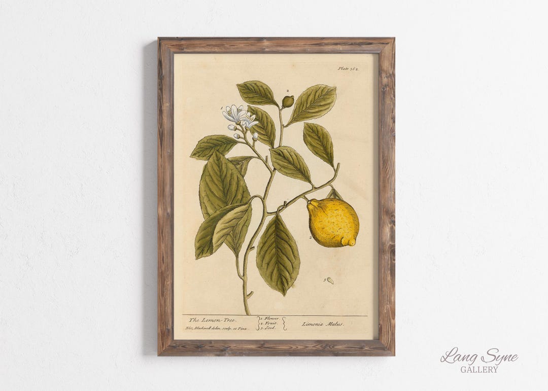 Vintage Lemon Botanical Print – Antique Illustration, Cottagecore ...