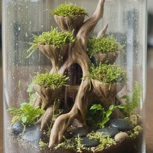 Könnte beinhalten: Ein klares Glasterrarium mit einer braunen, baumartigen Struktur, die mehrere kleine, schalenförmige Pflanzgefäße mit hellgrünem Moos enthält. Der Boden ist mit dunkler Erde, glatten schwarzen Flusskieselsteinen und kleinen grünen Farnen gefüllt.