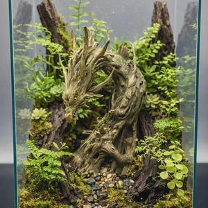 May include: A glass terrarium containing a central sculpture of a dragon carved from driftwood, surrounded by live green ferns, moss, and small succulents. The base is covered with a layer of small, multi-coloured pebbles and dark soil.
