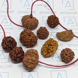 Certified 1 | 2 | 3 | 4 | 5 | 6 | 7 | 8 | 9 Mukhi Rudraksha Vedic Astrology | Yoga | Healing | Original 1-10 Face Bead Red Thread Pendant