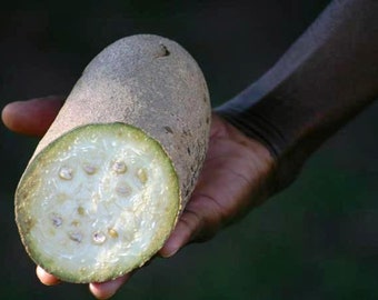  Kopabana Kigelia Africana, Africana Kigellia, Sausage Tree  Fruit, Sausage Tree powder for men and women enhancement