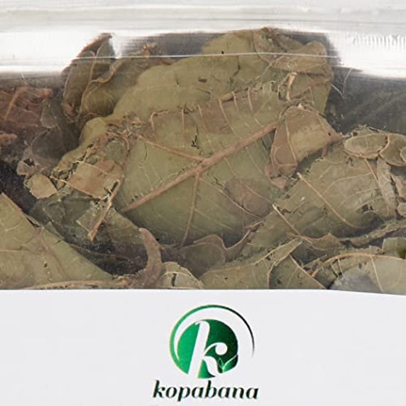 Kopabana Djeka Seeds | ogymama | Alchornea Cordifolia dry leaves| Christmas  bush |V steam herbs |Yoni care | 1oz
