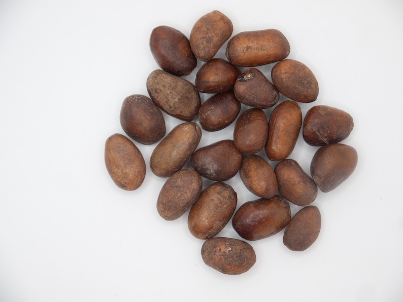 Calabash Nutmeg, Jamaica Nutmeg monodora Myristica Whole Pebbe Spice