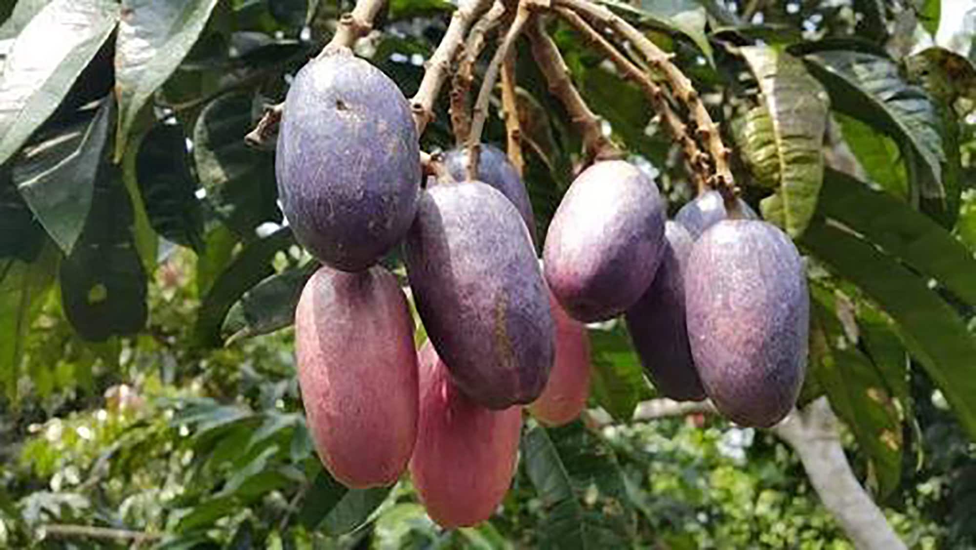 dried-safou-fruit-african-bush-pear-rich-in-vitamins-etsy