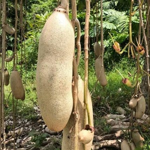 Kigelia Africana| African Sausage powder| Djanta| Malawi Mvunguti | Kigeria Pinnata| Pandoro 1oz