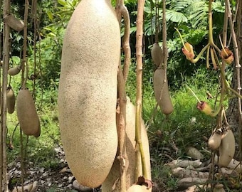 Kigelia Africana| African Sausage powder| Djanta| Malawi Mvunguti | Kigeria Pinnata| Pandoro 1oz