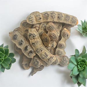 NEP NEP (Acacia Nilotica Seeds)  1lb
